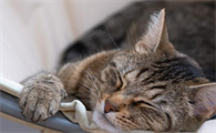 猫咪吐黄色粘稠物是怎么回事