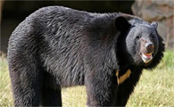 中国黑熊分布