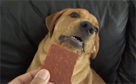 狗狗吃了一点巧克力有事吗