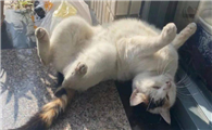 把猫摔在地上开始抽搐