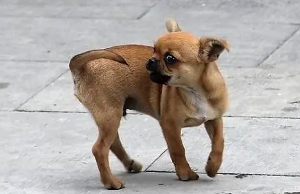 穷成狗图片大全