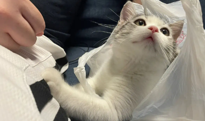 猫咪爱吃塑料袋怎么办？