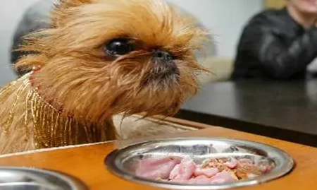 狗狗可以吃猪肝吗