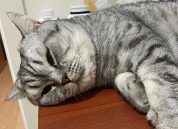40度不开空调猫受得了吗