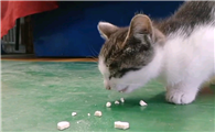 猫能不能吃伊利的奶片