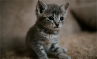 猫咪尾巴很粗壮