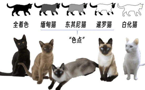 专业鉴猫指南：4步告别脸盲，从此不会认错猫！