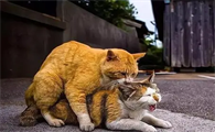 猫是怎么交匹配视频的