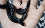 墨西哥黑王蛇有毒吗