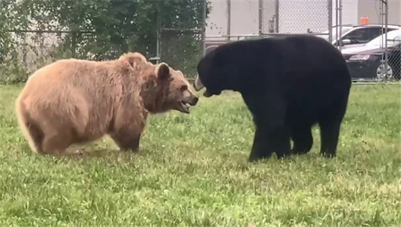 黑熊和棕熊谁厉害