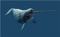 独角鲸是什么鲸