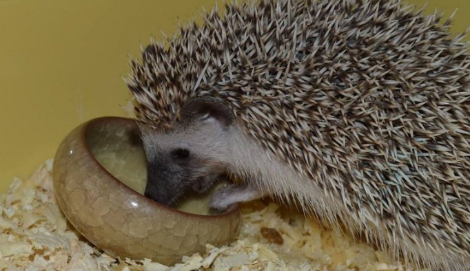 刺猬适合在家里养吗