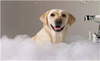 狗狗剖腹产多久可以洗澡