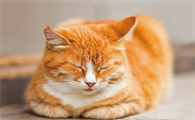 猫咪能吃奶贝吗