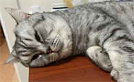 40度不开空调猫受得了吗