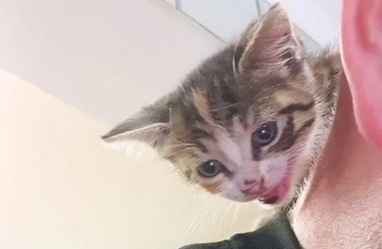 小猫跑进厨房偷吃食物,被厨师逮个正着:吃了我的菜,你就是我的猫了 小猫跑进厨房偷吃食物,被厨师逮个正着:吃了我的菜,你就是我的猫了
