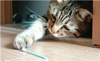 猫咪棉签法多久满足