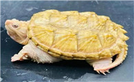 鳄鱼龟能不能吃