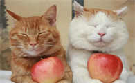 猫能吃苹果吗