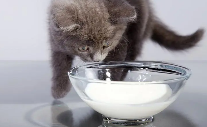 猫咪能喝纯牛奶吗