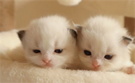 猫咪换下来的牙齿去哪了