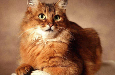 有哪些养猫必知道的冷知识? 有哪些养猫必知道的冷知识?