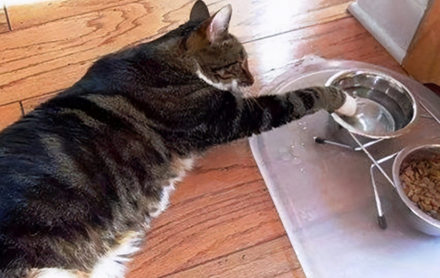 猫咪一天没喝水后猛喝