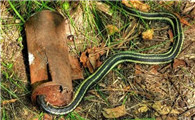 菜花蛇属于保护动物吗