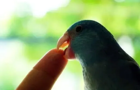 5种情况下咬人的鹦鹉，绝对是好鹦鹉！