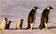 企鹅的身高是多少