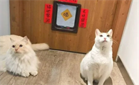 猫咪晚上敲门想进房间