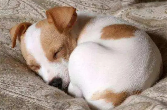 狗狗睡觉呼吸急促肚子起伏快