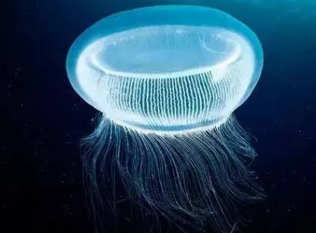 发光的水母是光源吗