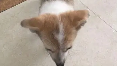 网购一只柯基犬，到家后女孩对着狗狗发怵