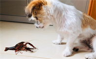 狗狗可以吃小龙虾吗