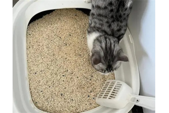6l猫砂是多少斤 6l猫砂是多少斤