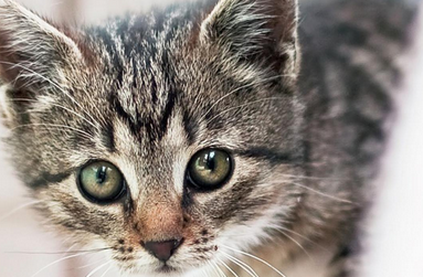 猫咪围着我转圈蹭我是什么意思 猫咪围着我转圈蹭我是什么意思
