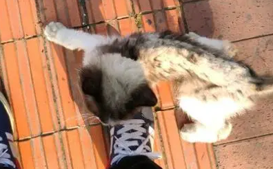 捡了只穷酸样的流浪猫,被朋友嘲笑 捡了只穷酸样的流浪猫,被朋友嘲笑