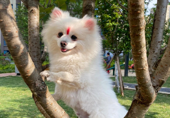博美茶杯犬价格多少钱一只?5000到10000元 博美茶杯犬价格多少钱一只?5000到10000元