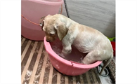 狗狗生完宝宝多久能洗澡