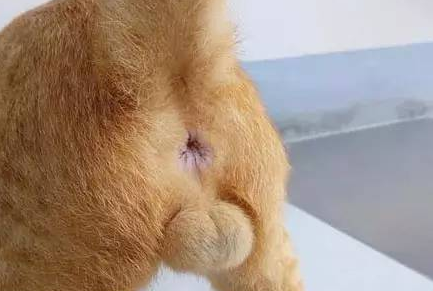 3个月公猫蛋蛋长啥样 3个月公猫蛋蛋长啥样