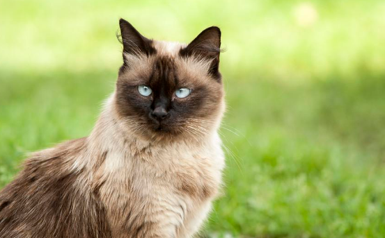 猫和人类相处了1万年，它依然是野生动物，只学会了撒娇卖萌