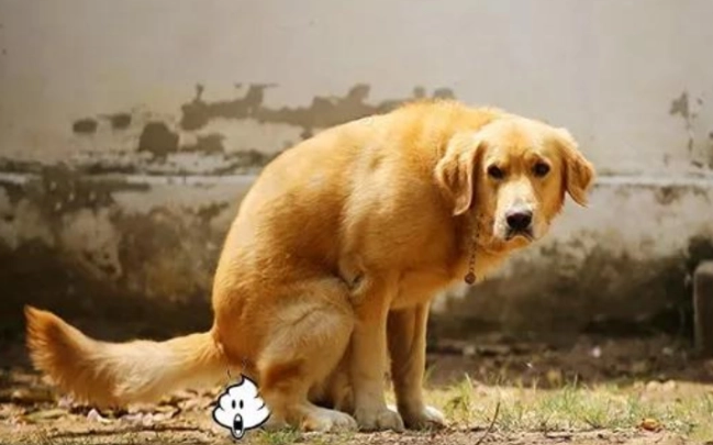 狗狗拉血便还很粘稠是怎么了 狗狗拉血便还很粘稠是怎么了