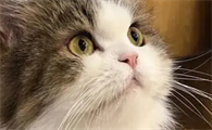 猫咪为什么总是蹭头部