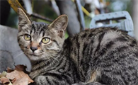 高情商的狸花猫有哪些表现?