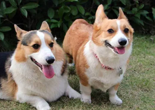 这辈子养过“最后悔”的狗，就是柯基犬！