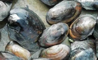 尿酸高可以吃河蚌肉吗