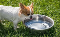 狗狗不喝水怎么回事