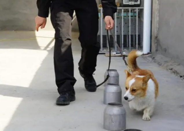 全国首只柯基警犬“福仔”，训练场面公开