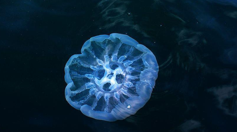 为什么水母是透明的